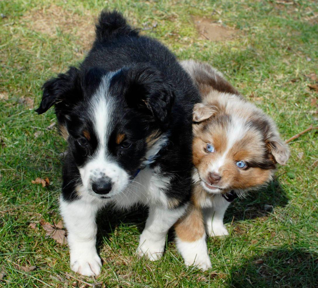 Aussie Adoption and Rehoming Community Group | Facebook