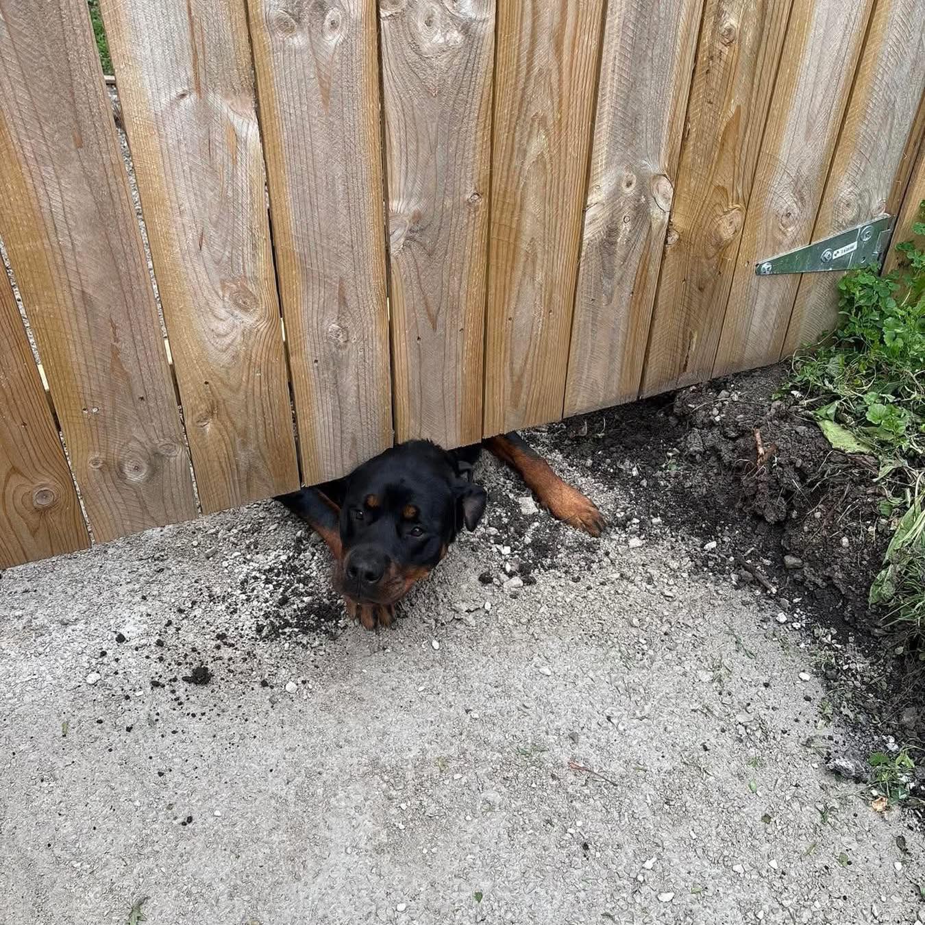 Rottweiler Kingdom | Does anyone give their Rottweiler a raw egg and ...