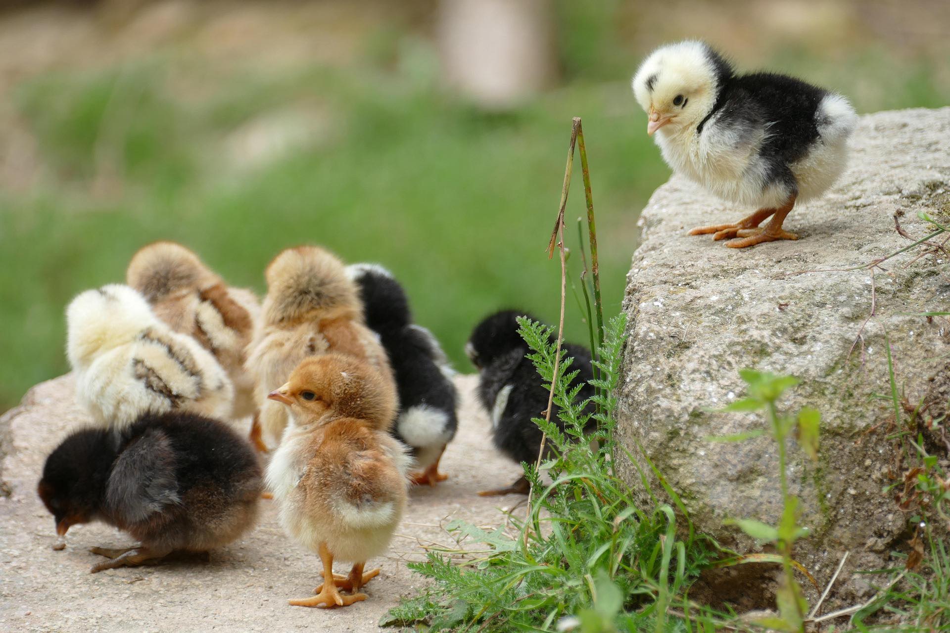 The Chick Inn