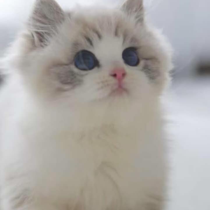 M39, a female Seal Bicolor Ragdoll, has large, deep blue eyes (Grade 6 ...