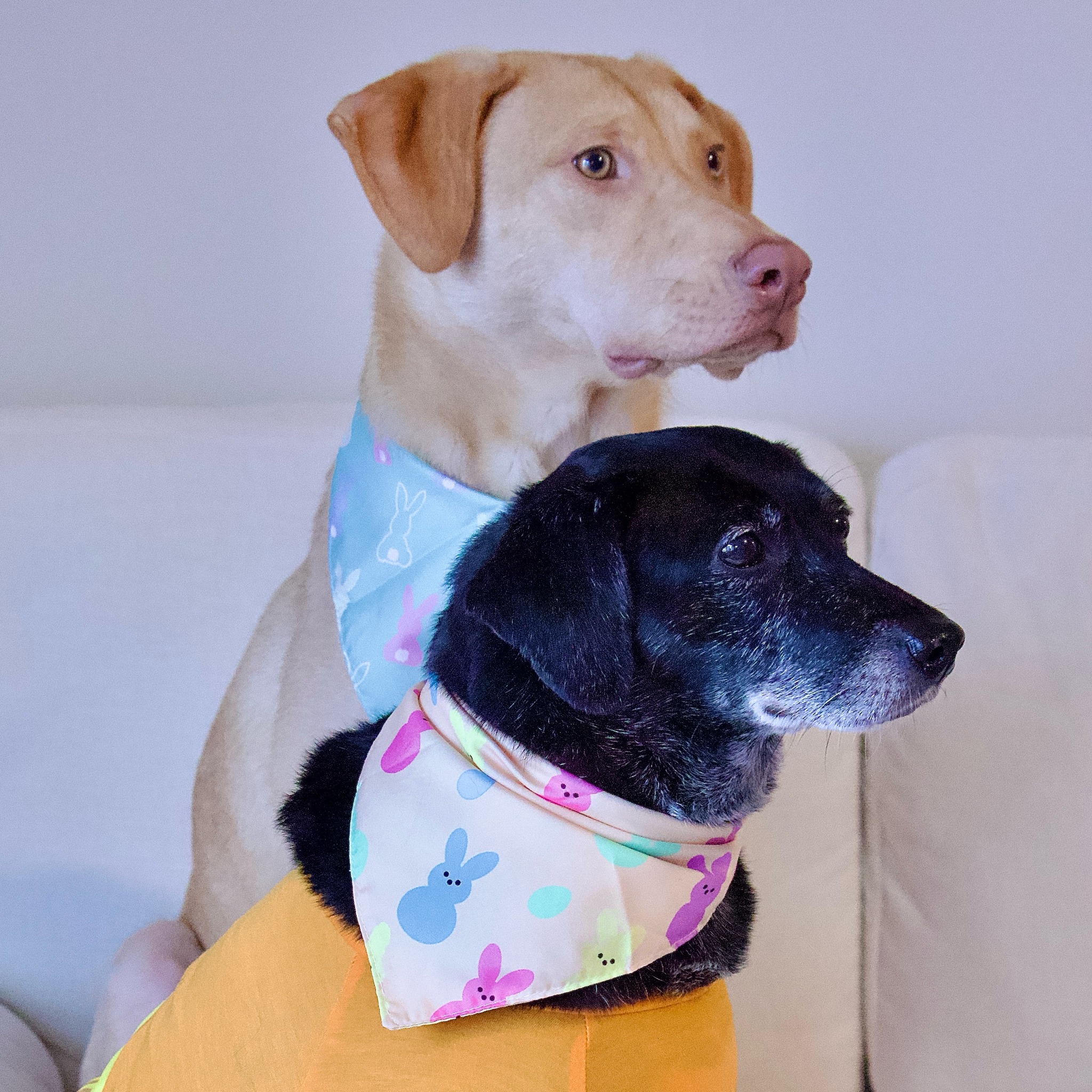 Kady being sassy caught on camera friend. - #sassy #dogsbeingdogs # ...