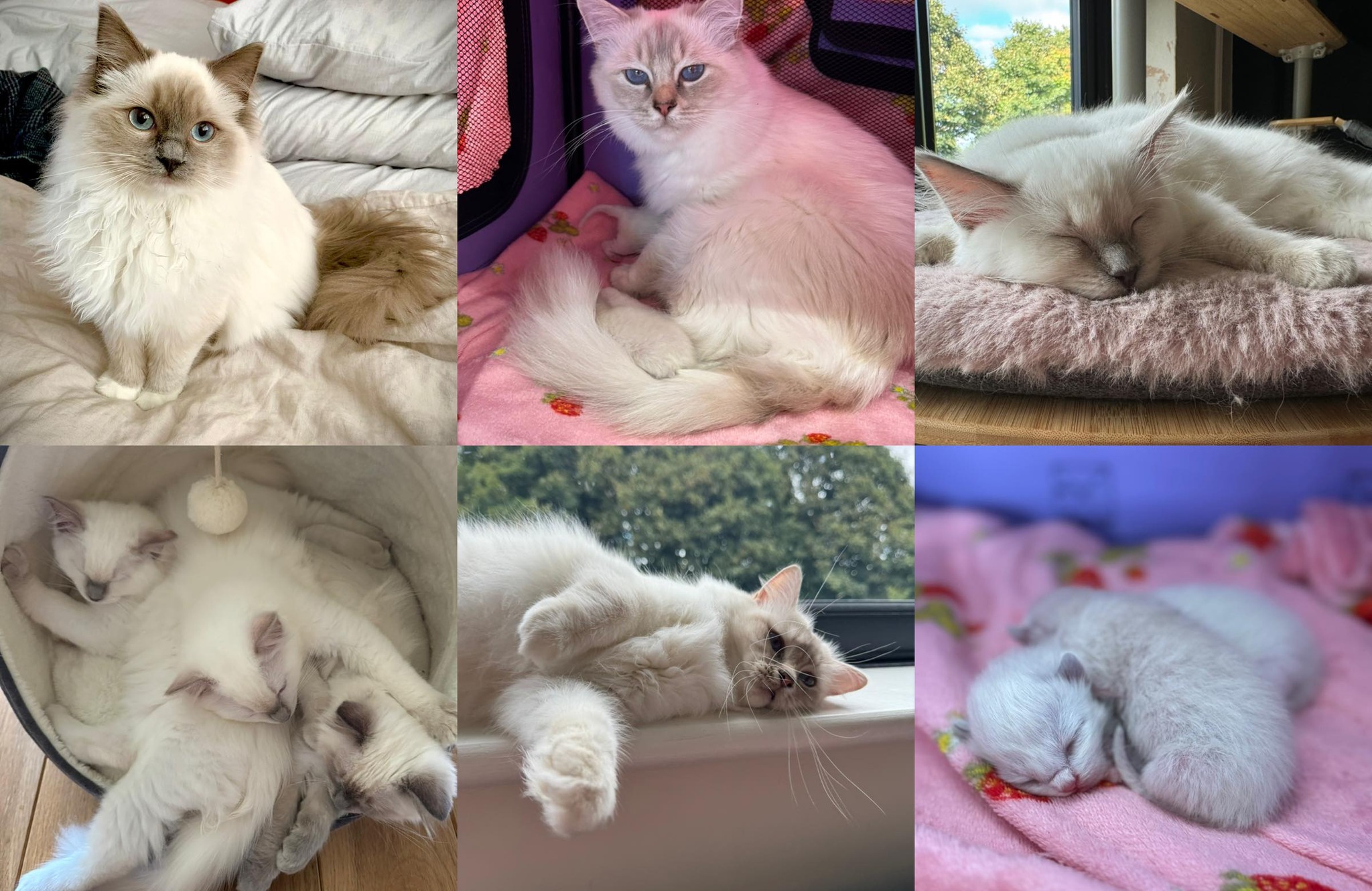 Magic Moon Cats Ragdolls | Bacup