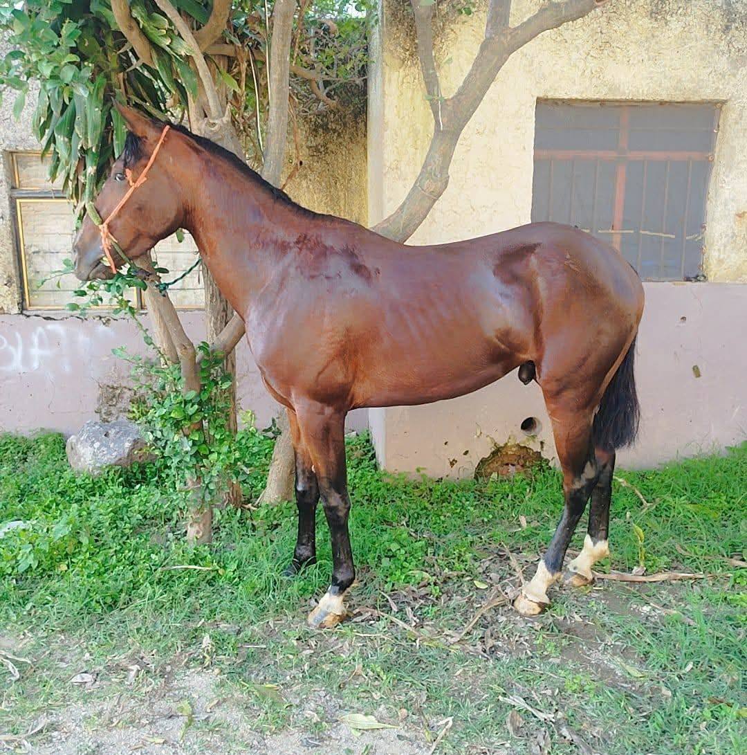 Solorzano Eliber