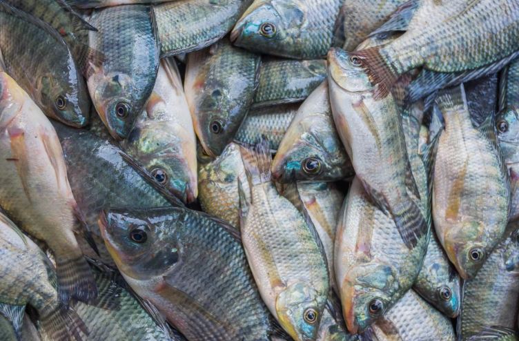 DALA FISH Project