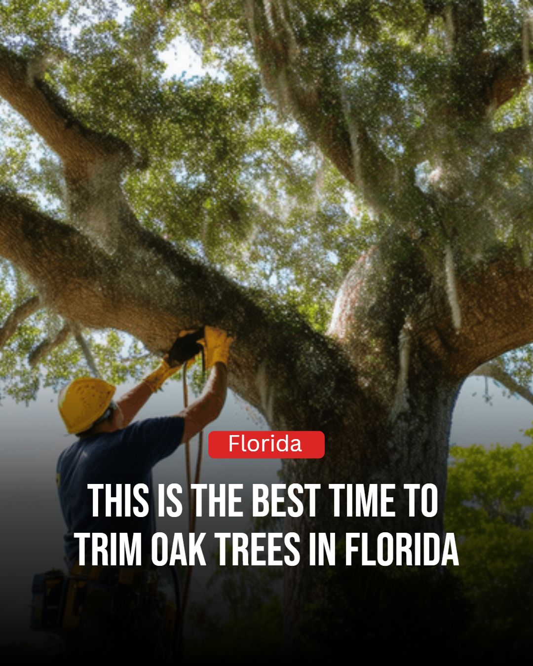 Florida - Trimming oak trees in Florida is all about the right season 🌳 ...