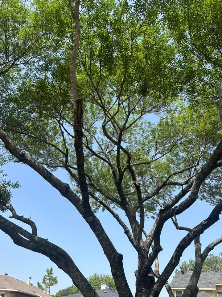 Pantera Tree Serbises