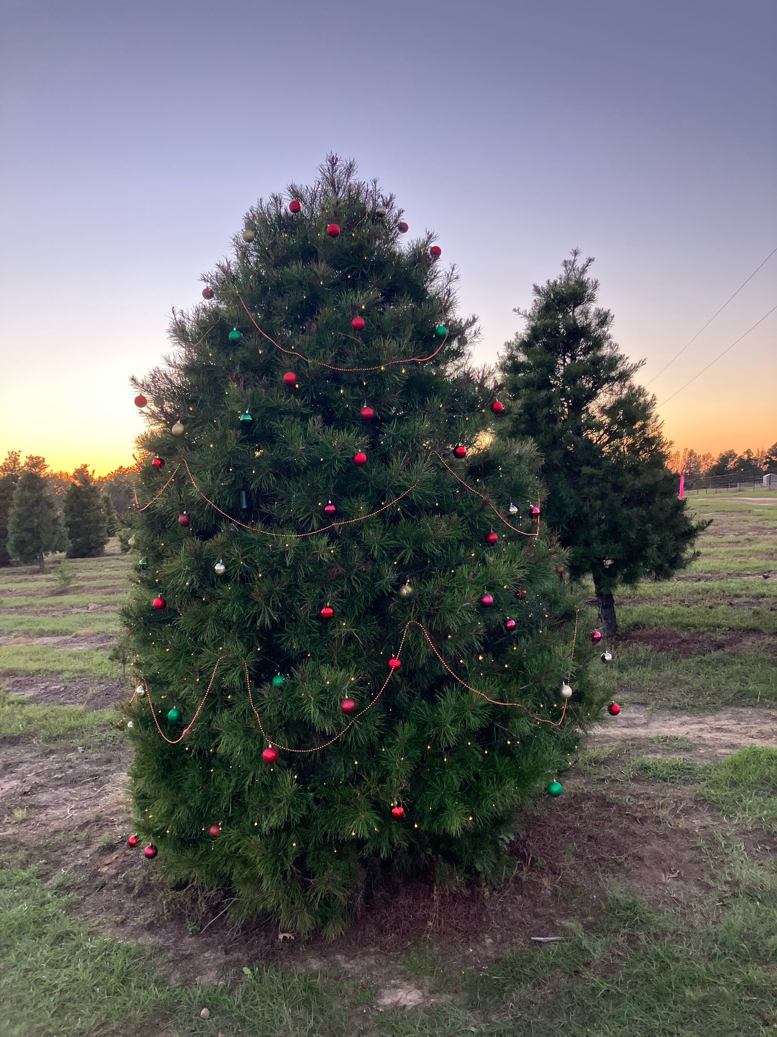 North Star Christmas Tree Farm | Lindale TX
