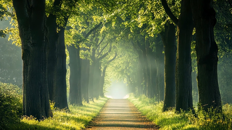 Verdant - If she keeps looking into your eyes before speaking, she ...
