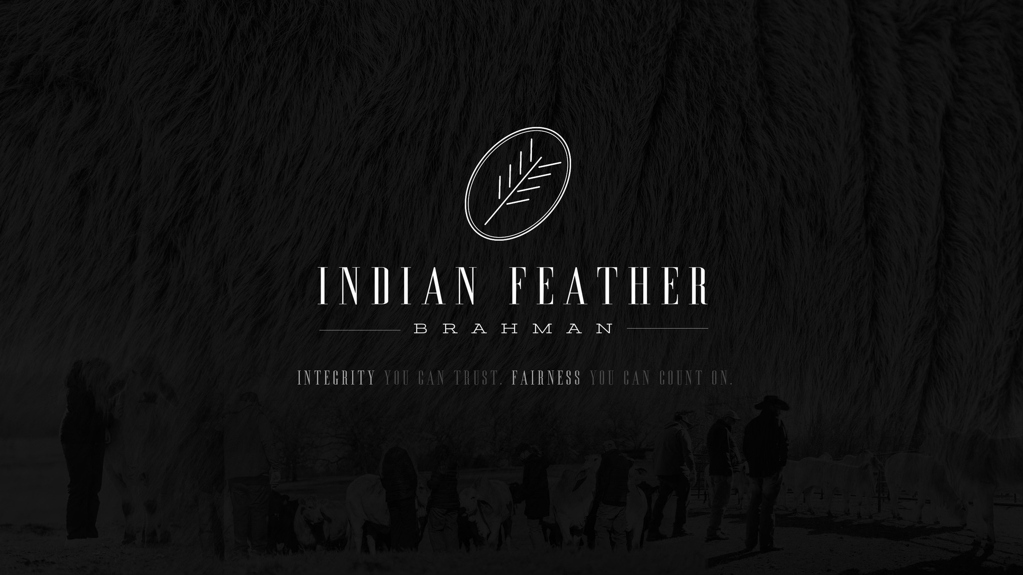 Indian Feather Brahman