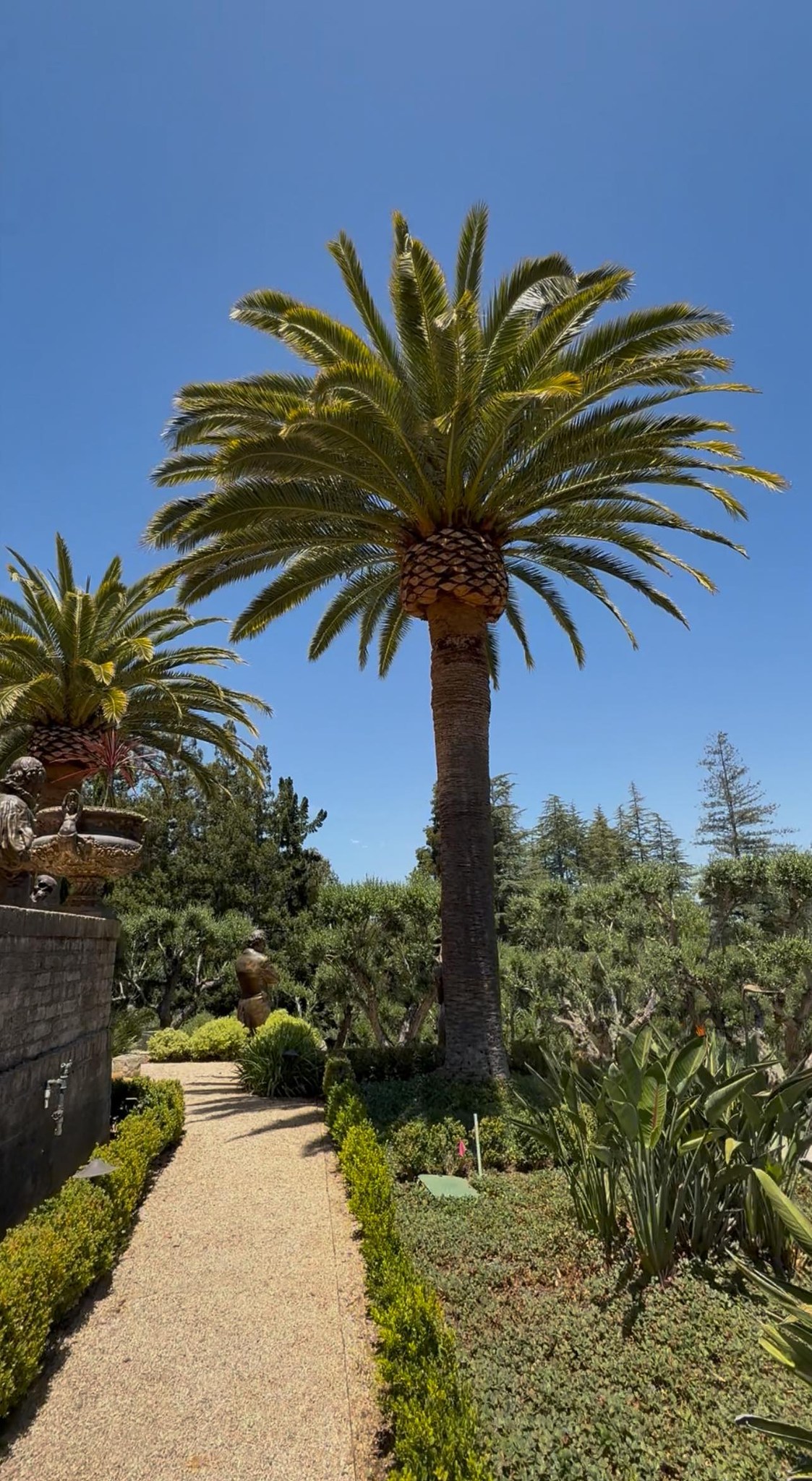 Oasis Tree Service | San Jose CA