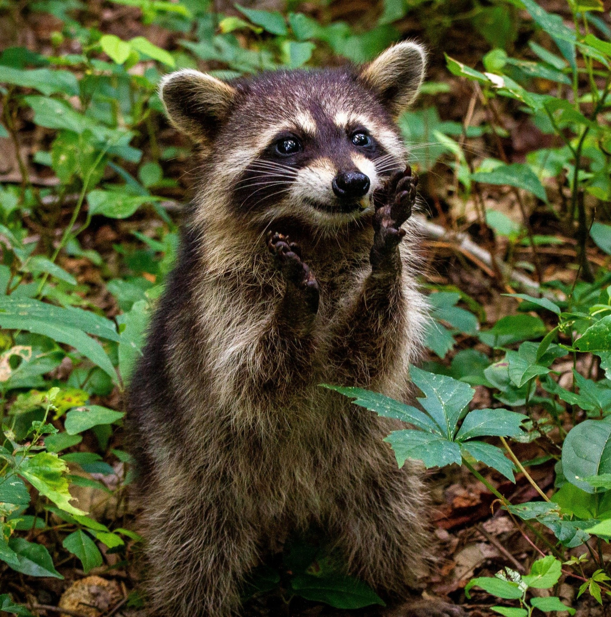 Escaping right in front of me, and still had to bite me twice. # ...