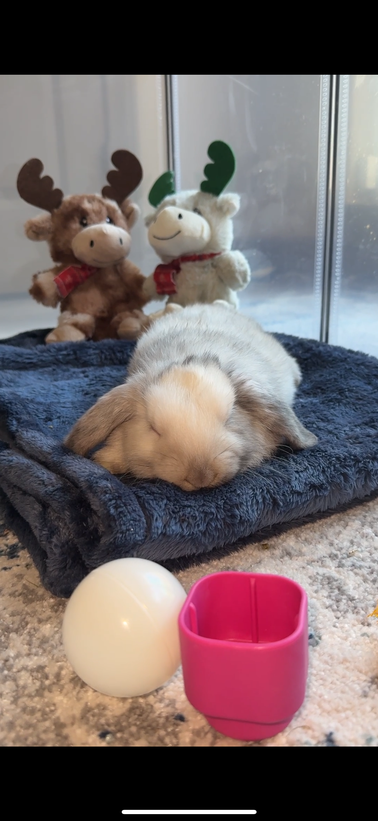 Baby Bunny Benji