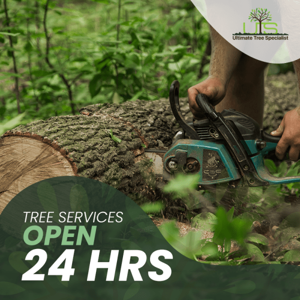 Ultimate Tree Specialist Sydney | Sydney NSW