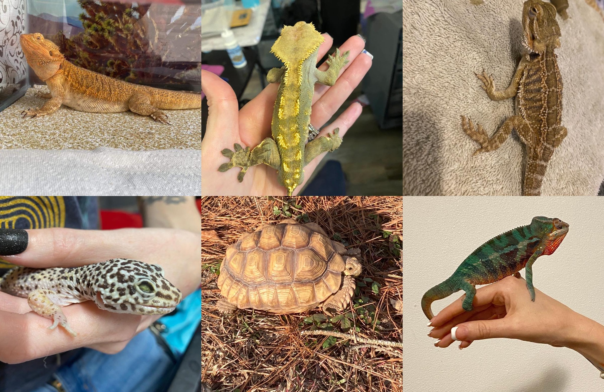 Tails, Scales and Turtle Shells | Rincon GA