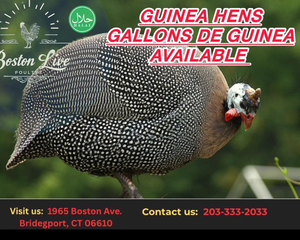 Boston live poultry halal | Bridgeport CT