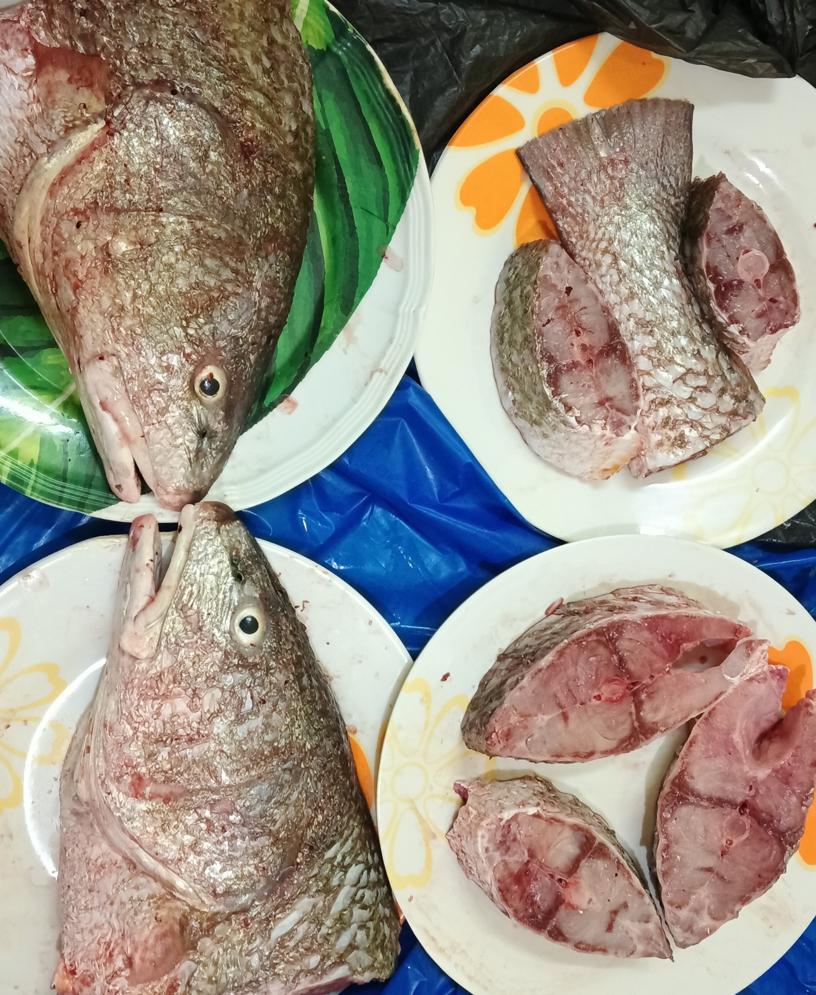 KOMUNITI KOTA MASAI | Ikan gelama Taiwan | Facebook