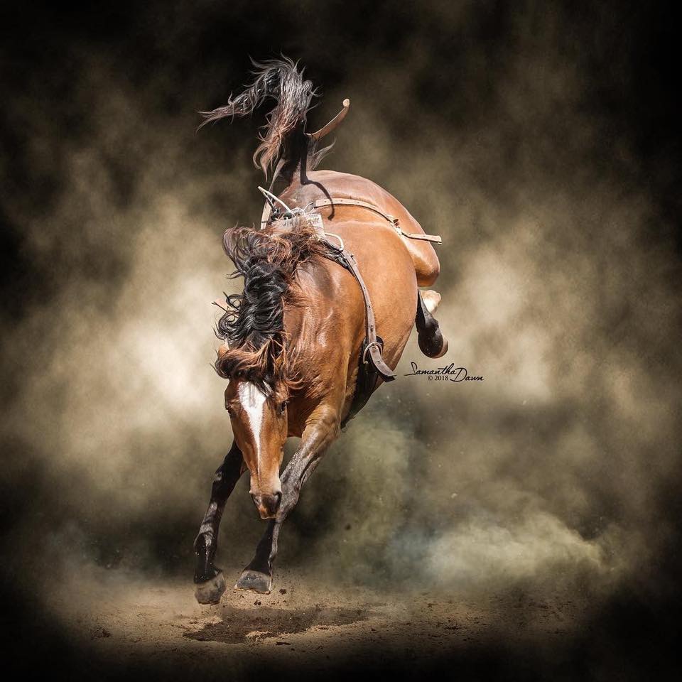 Our Mission: The consistent, ethical... - Mitchell Rodeo 2024
