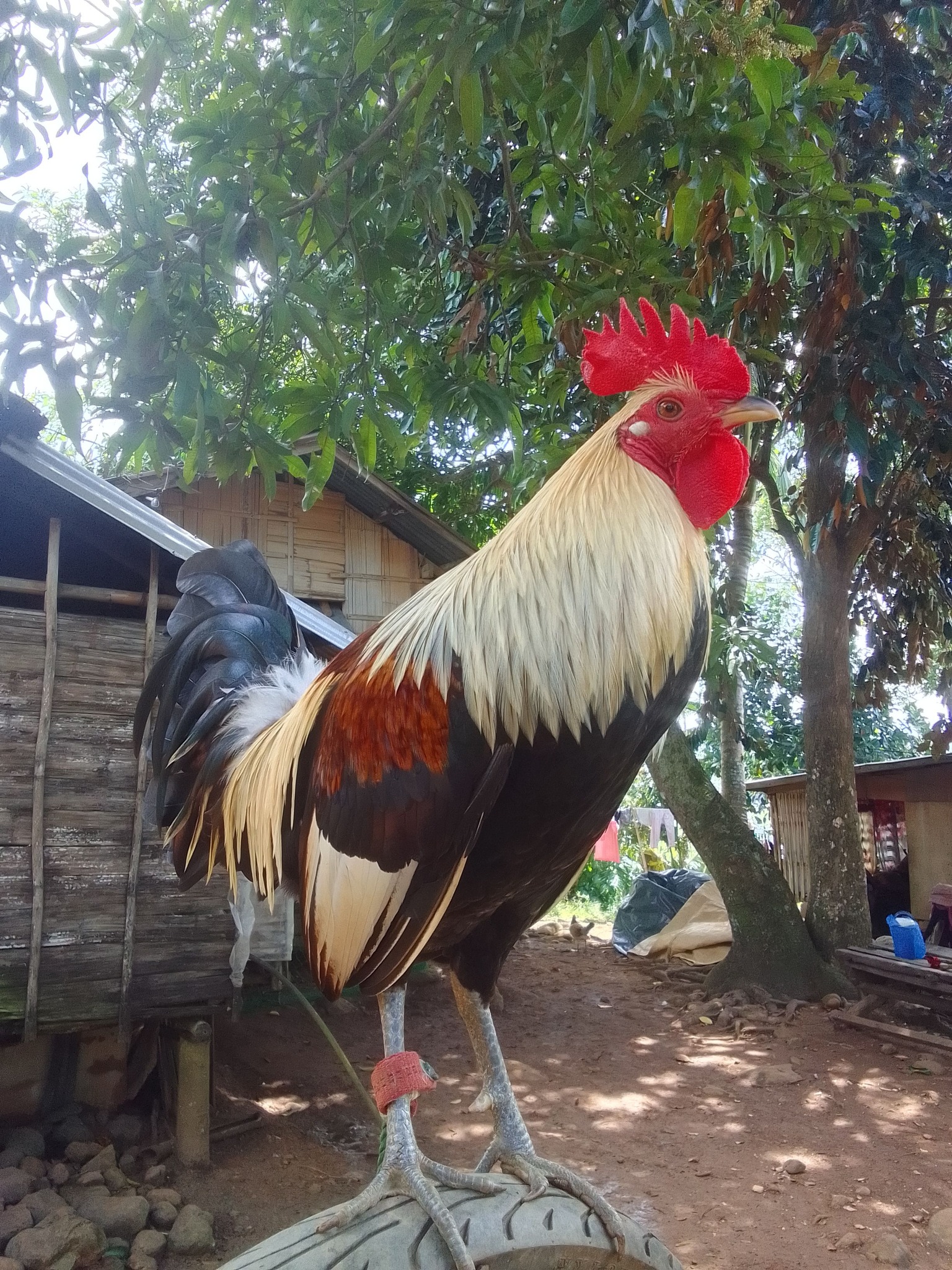 Jestoni Samson