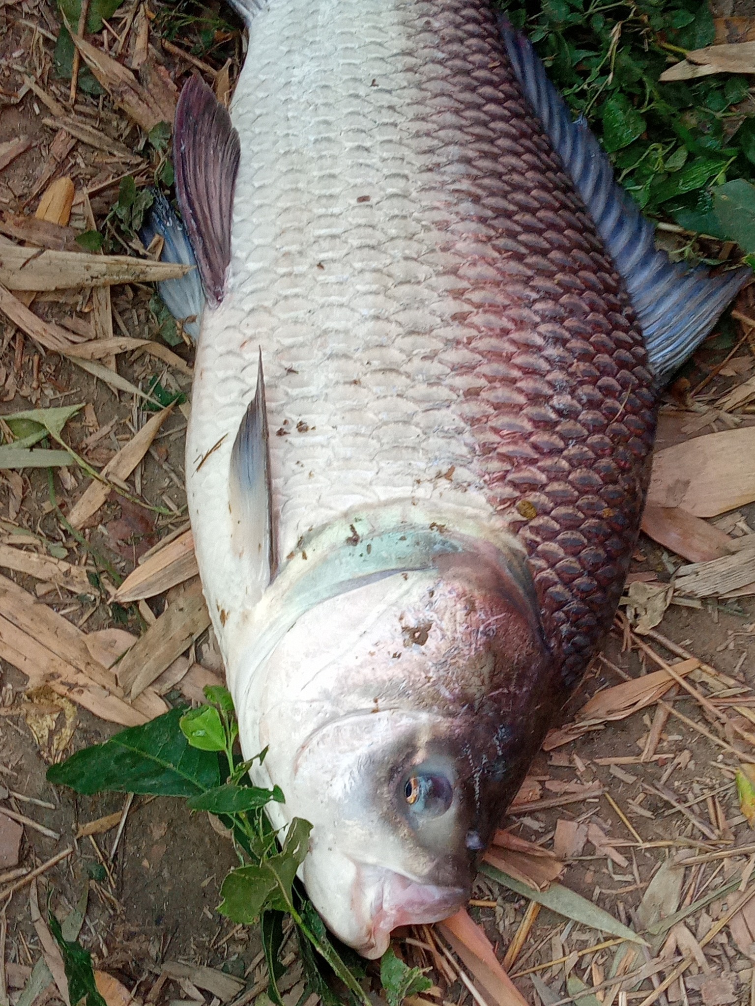 Amazing fishing! মাঝরাতে মাছ ছিপ টেনে নিয়ে গেল! তারপর কি ঘটলো দেখুন ...