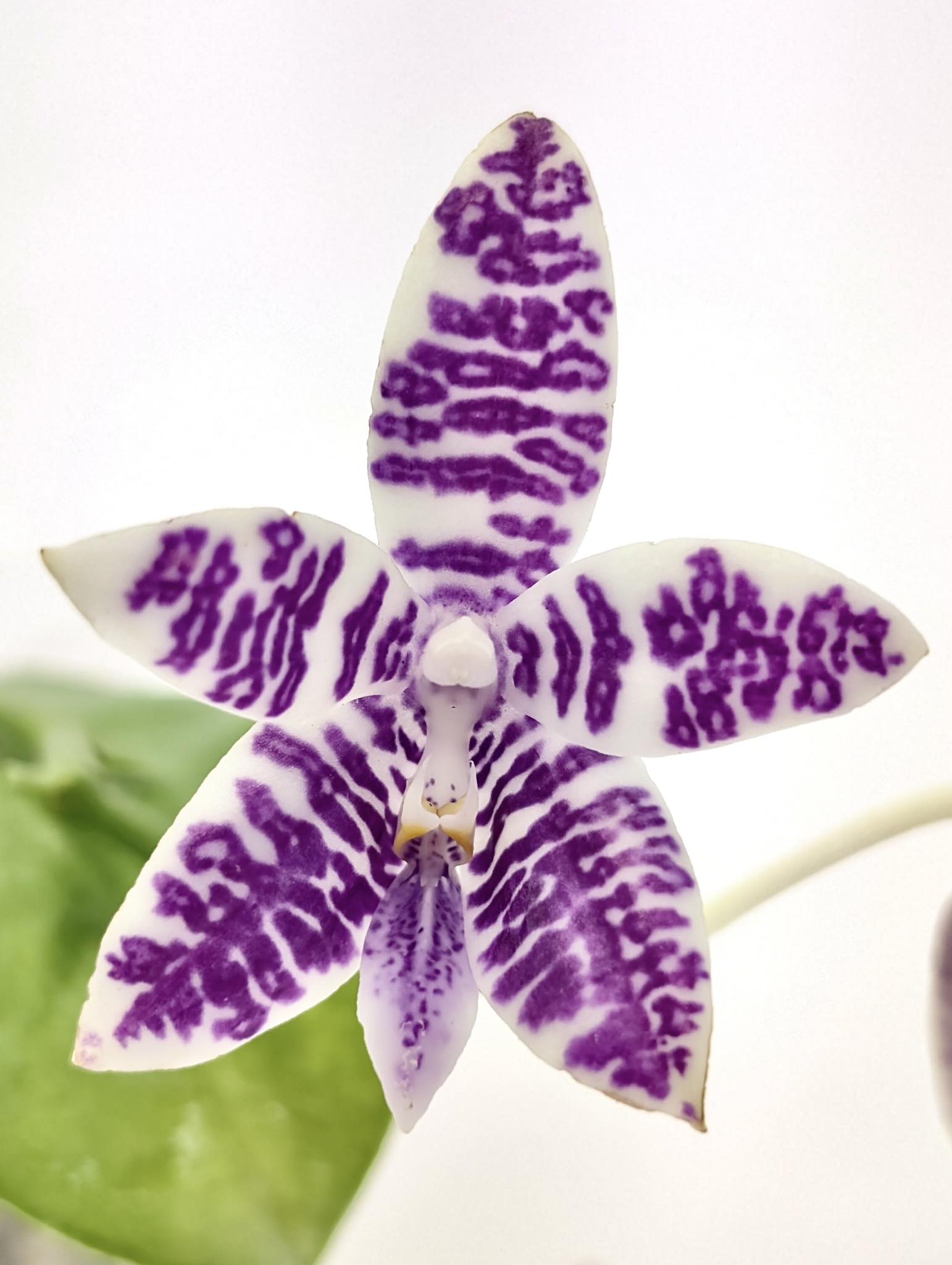 Phal. Jamboree Blossom x Phal. Lioulin Blue Parrot