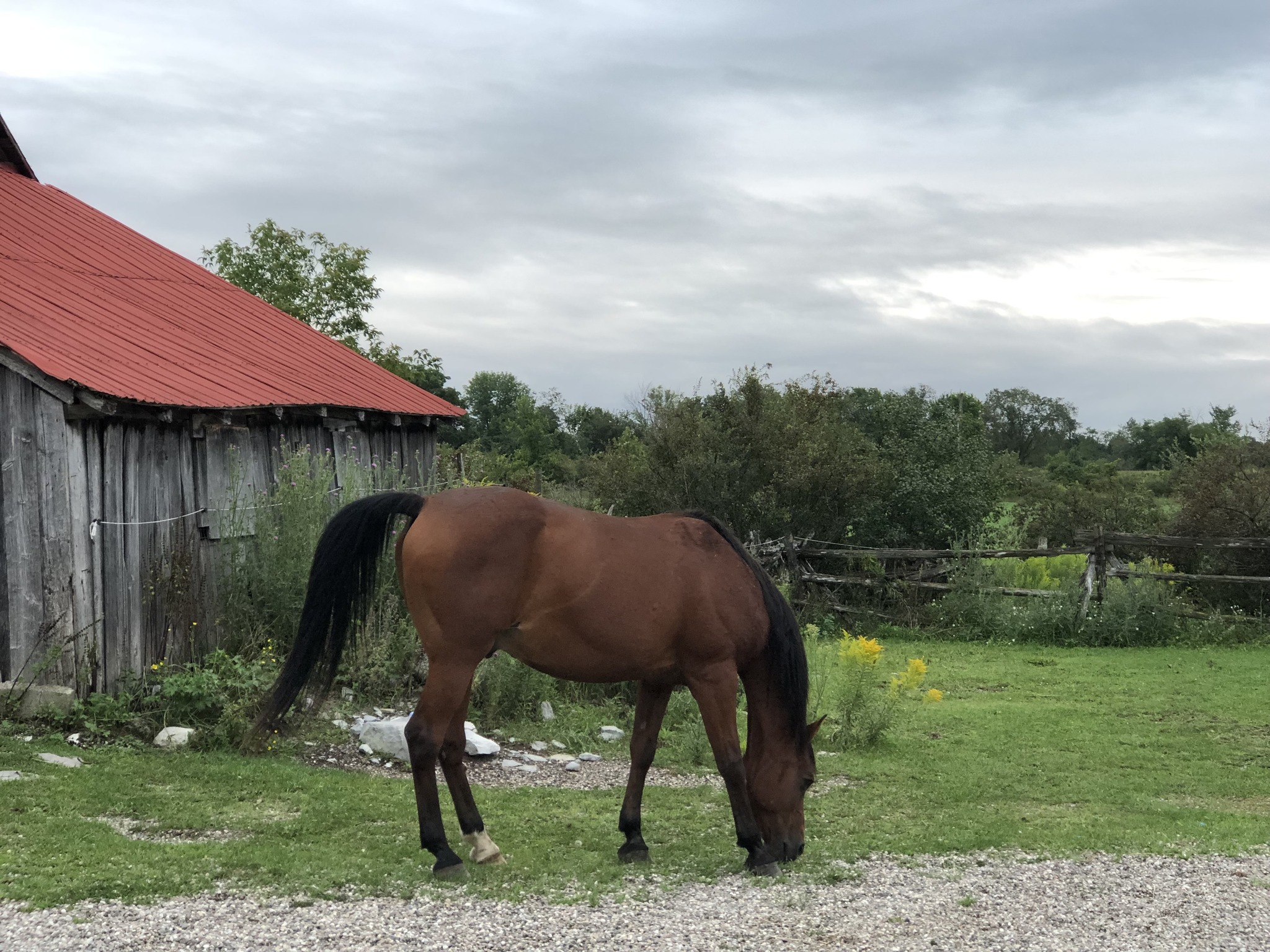 Cobblestone Ridge Farm | Hartington ON