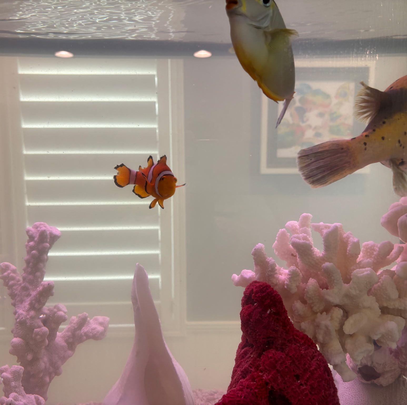 Keegans aquarium. Indian Rocks Beach FL | Holbrook Interior Aquascaping