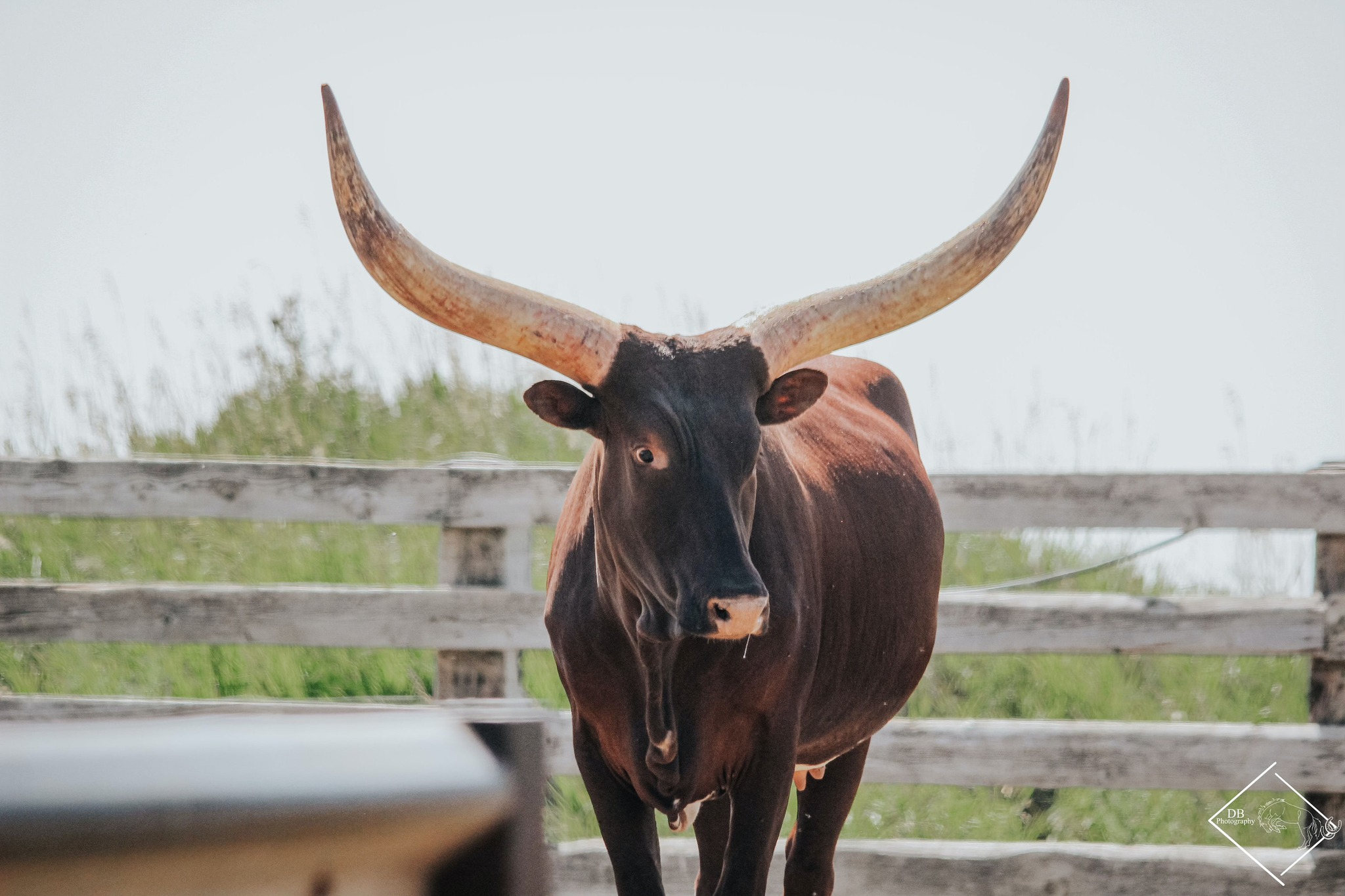 Watusi ★★Cattle of Kings★★ | For Sale - Alberta, Canada | Facebook