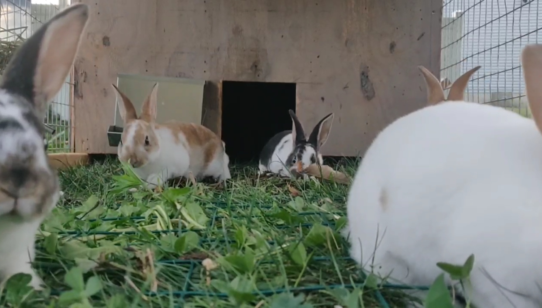 Little Hare Homestead | Lebanon PA