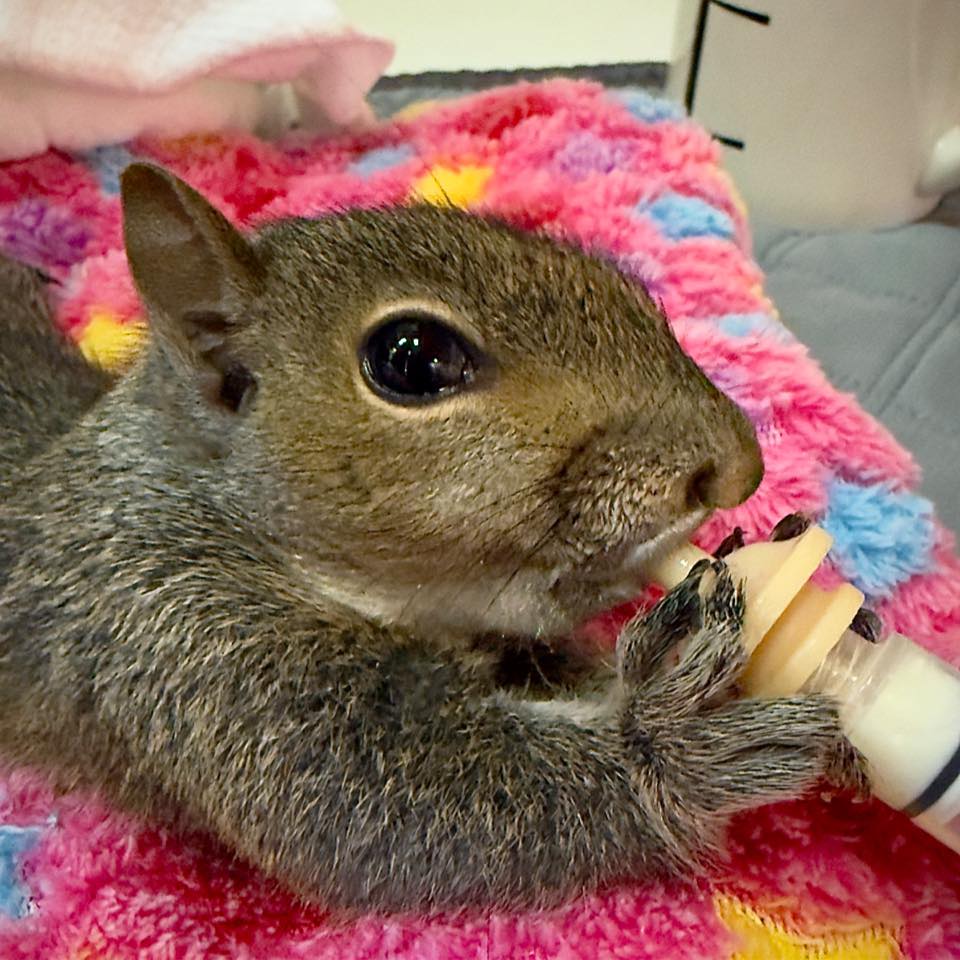 Updates for Pinky and Julia! The girls are staying close to home, I ...