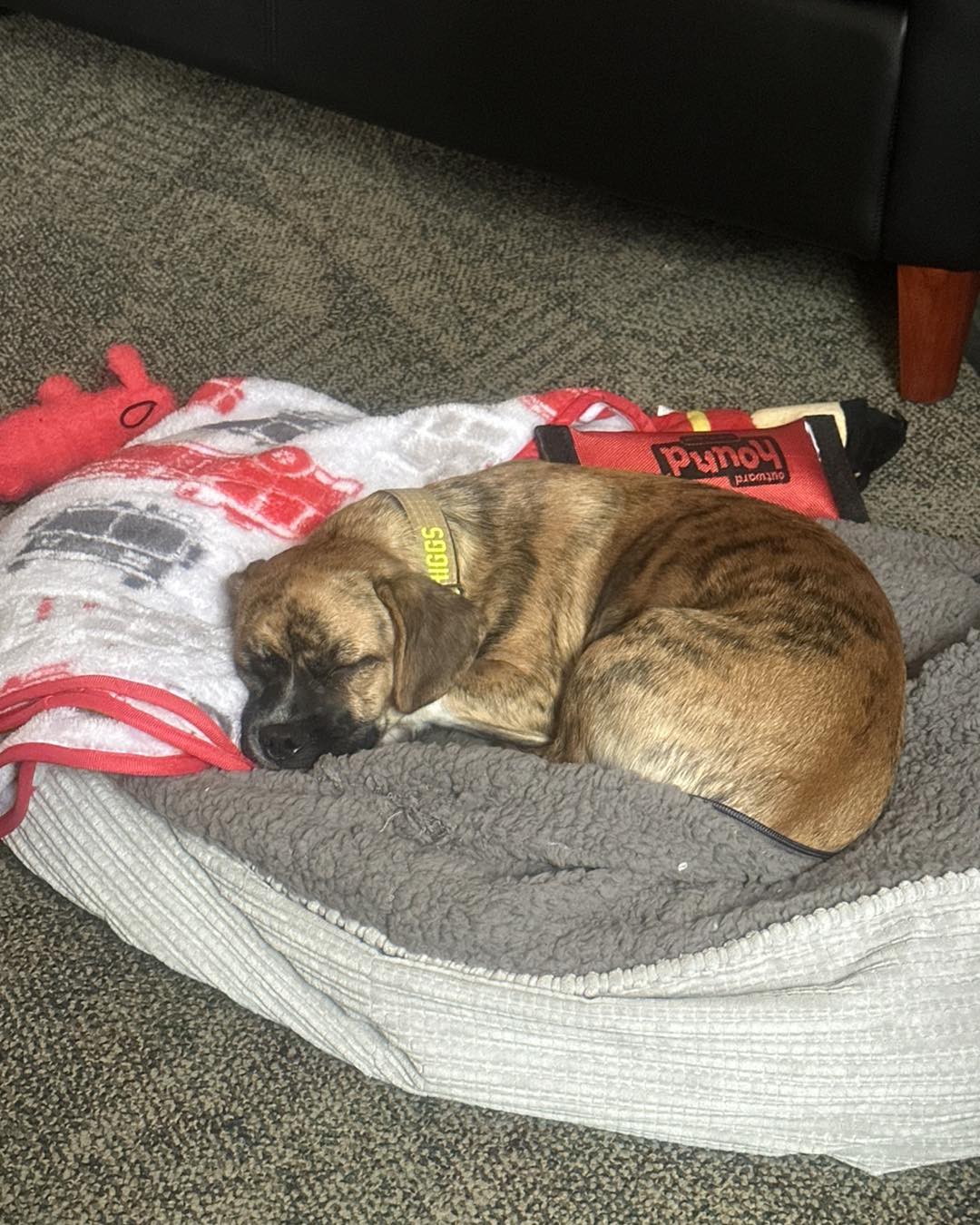 Riggs - The goal of 25 toys was exceeded! Riggs has been returned ...