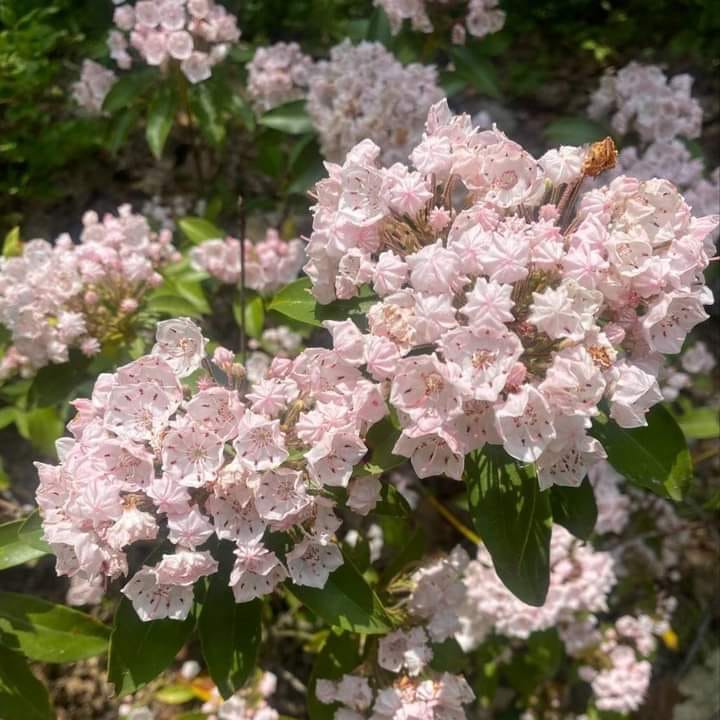 Flower Lay