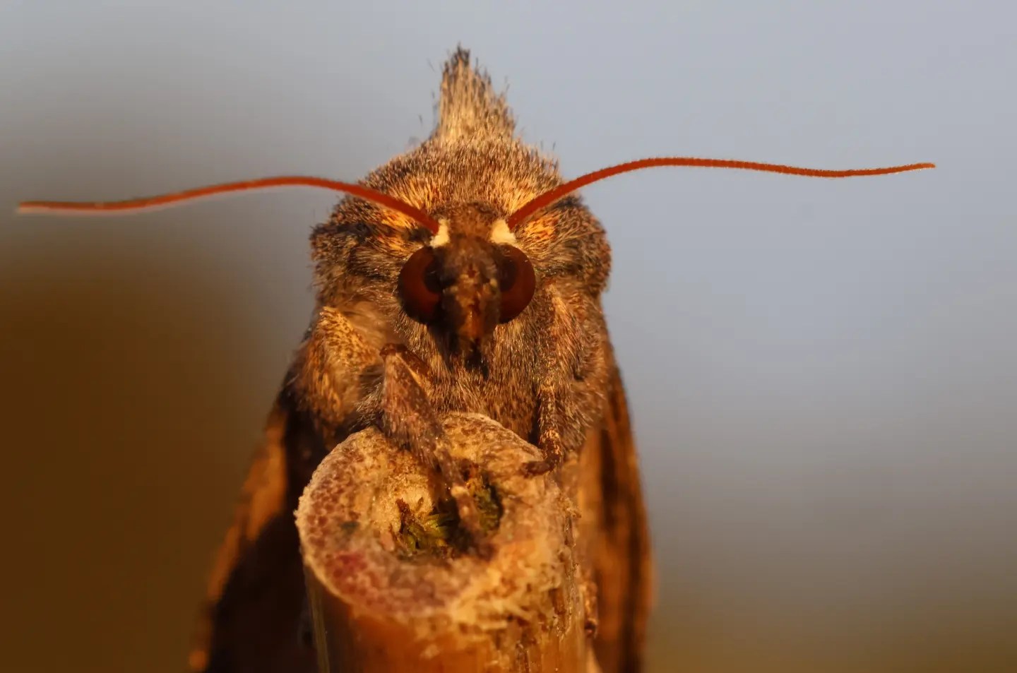 This moth had flashes of orange when wings opened