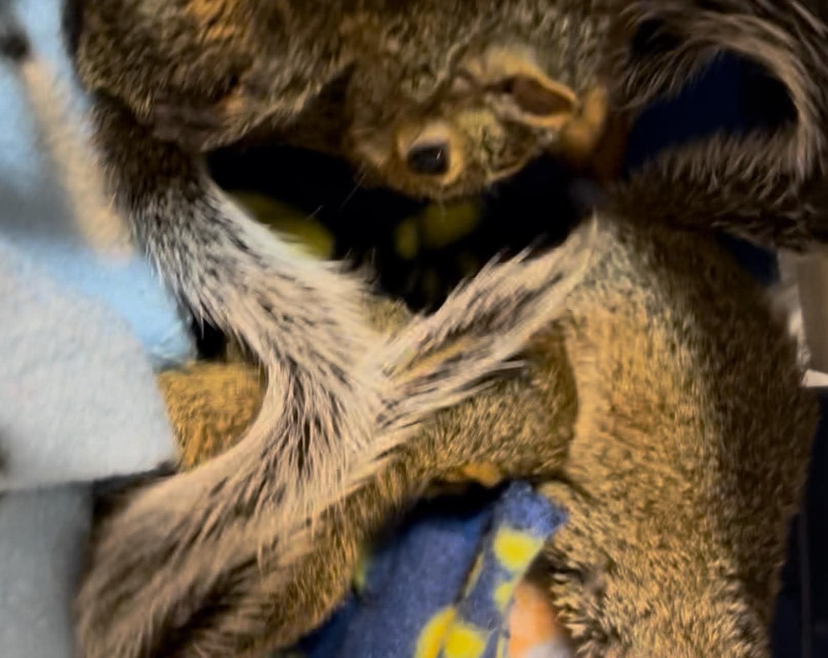 Squirrel And Bird Lovers 🐿️🦜 ️‍🩹 | Facebook