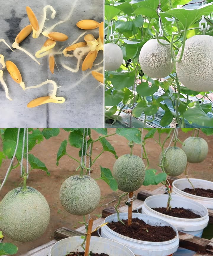 my protein 2.5kg×2 What type of melons are these and how long to grow?