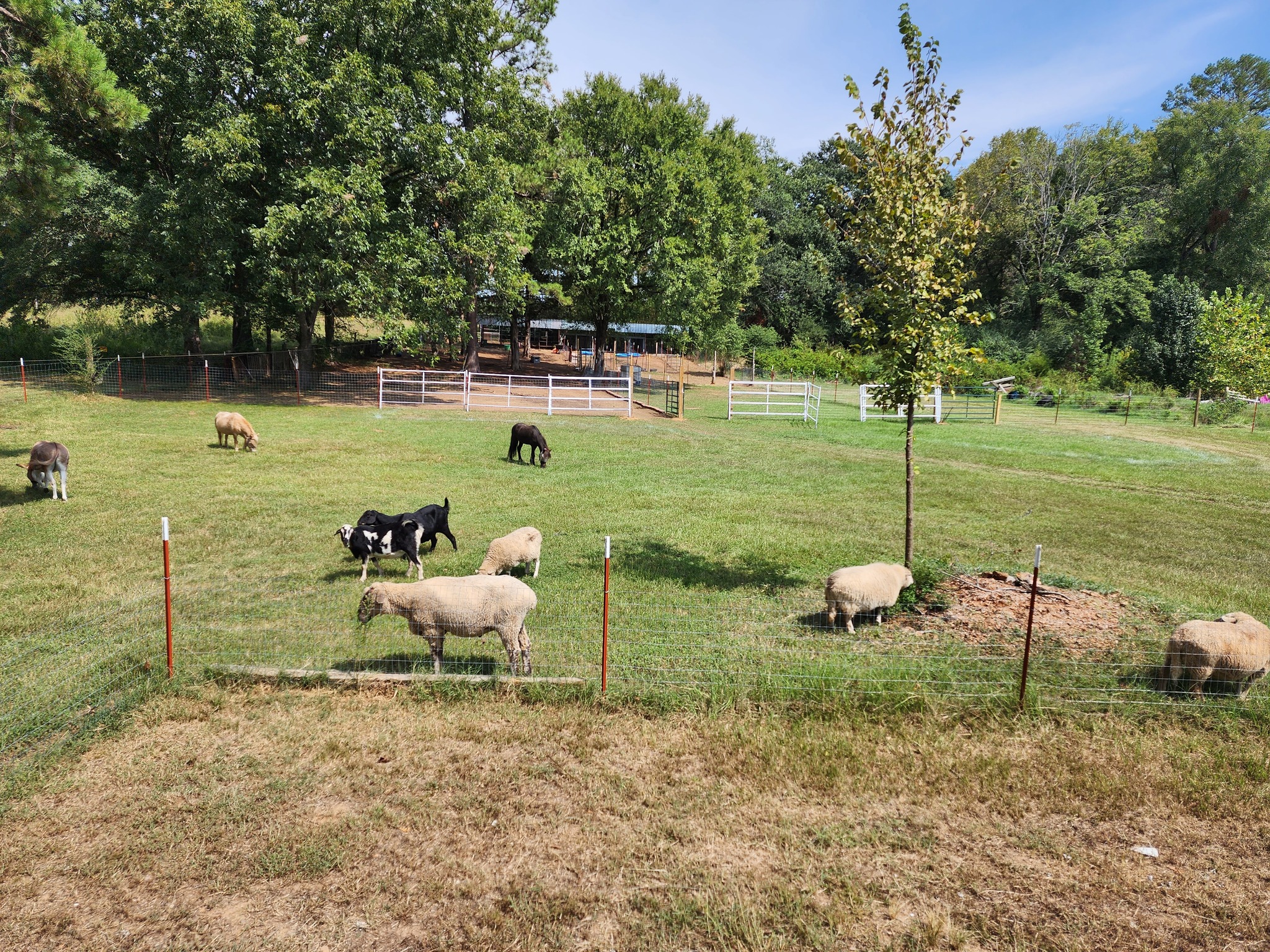 The Mayberry Farm Adventure for Kids | Ozark AR