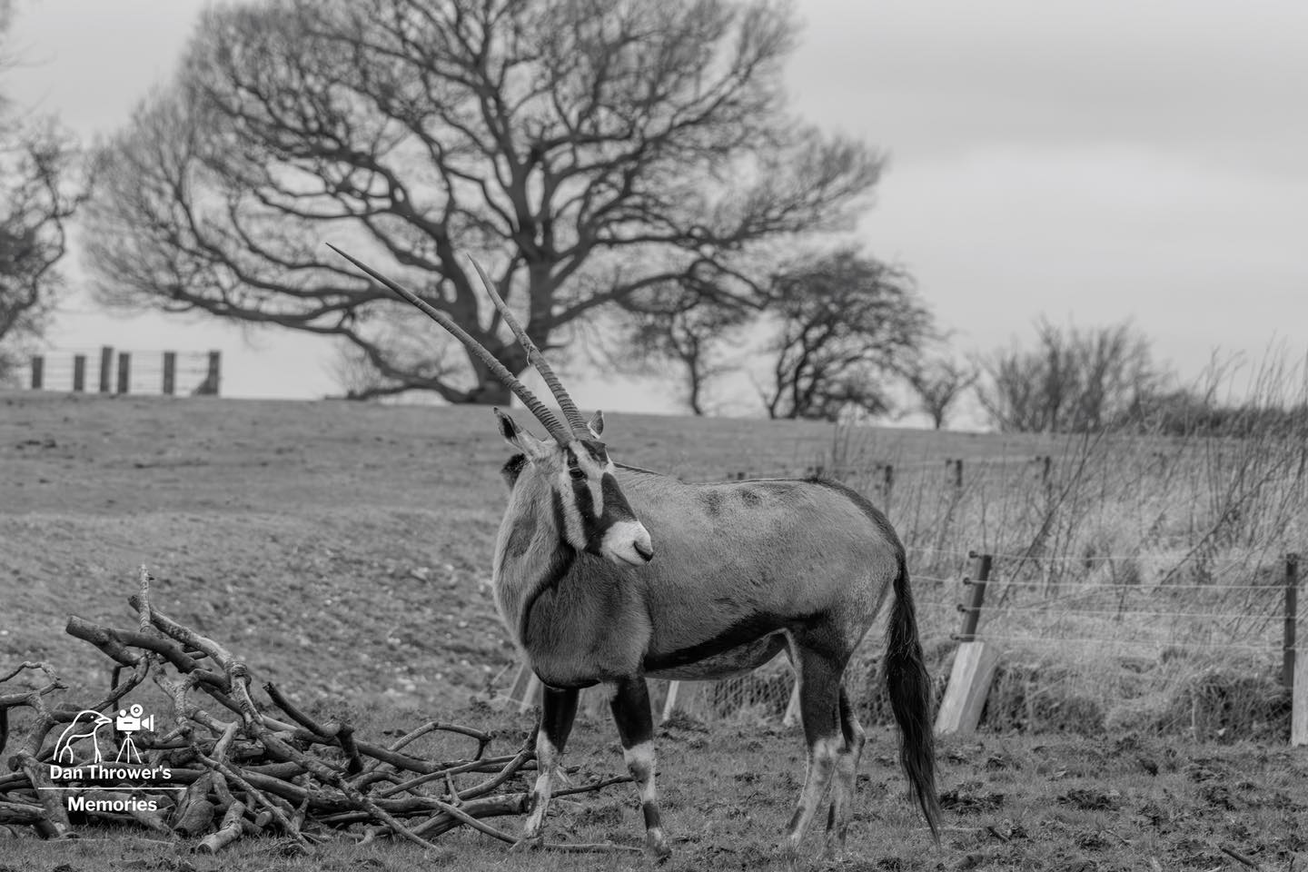 Herd of scimitar-horned oryx in their natural habitat, in the 