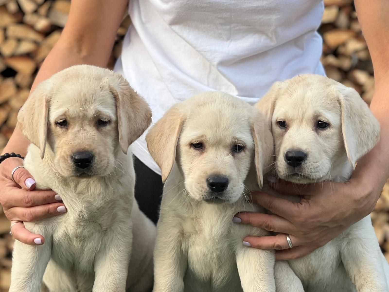 Capronca Labradors