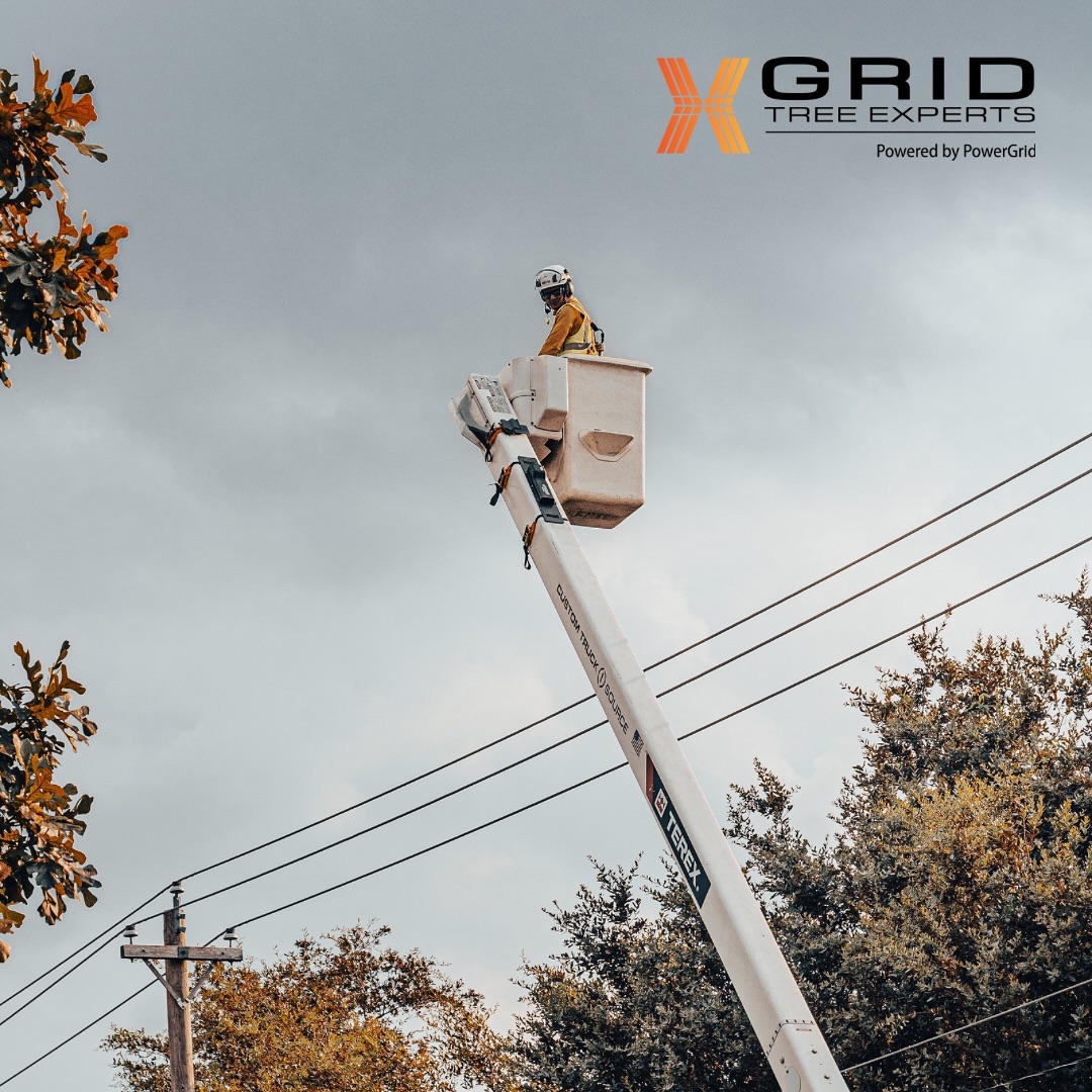 Meet Grid Tree Experts, the leaders in... - Grid Tree Experts | Facebook
