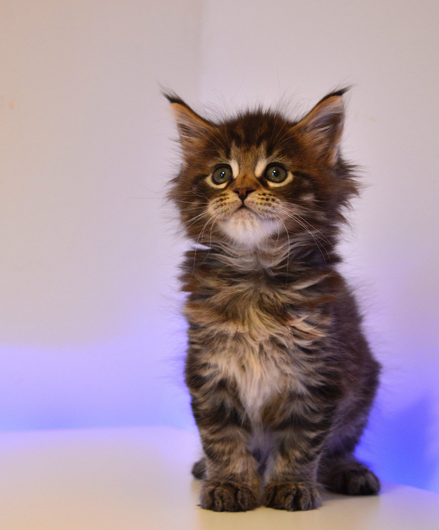 We Have Kitten Royalcoonsni Maine Coon Cattery Belfast Facebook