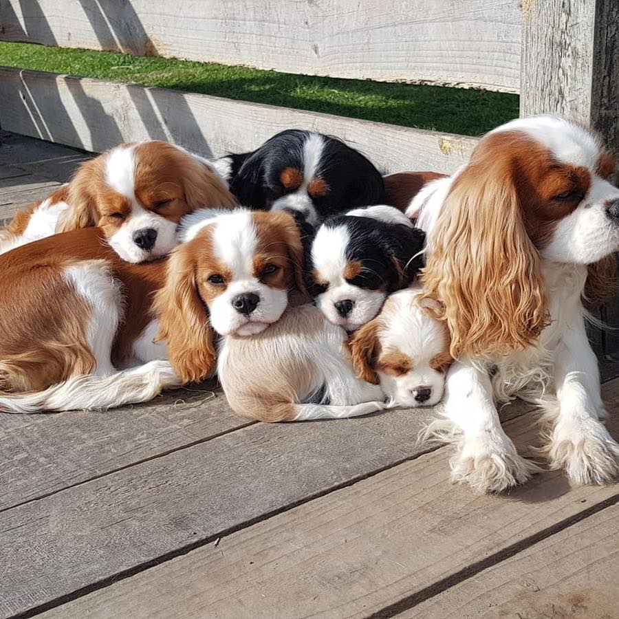 cavalier-king-charles-spaniel-puppies-for-adoption-and-rehoming-can