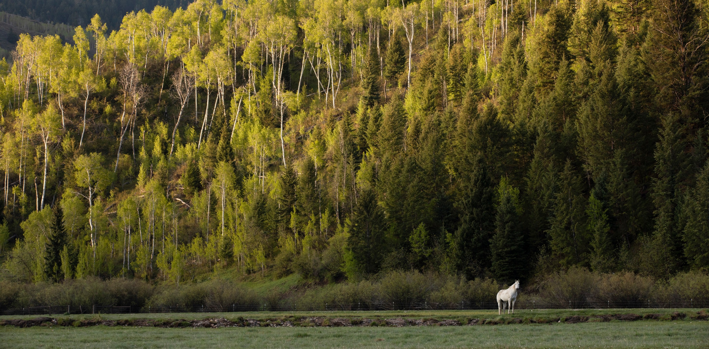 Snake River Ranch | Wilson WY
