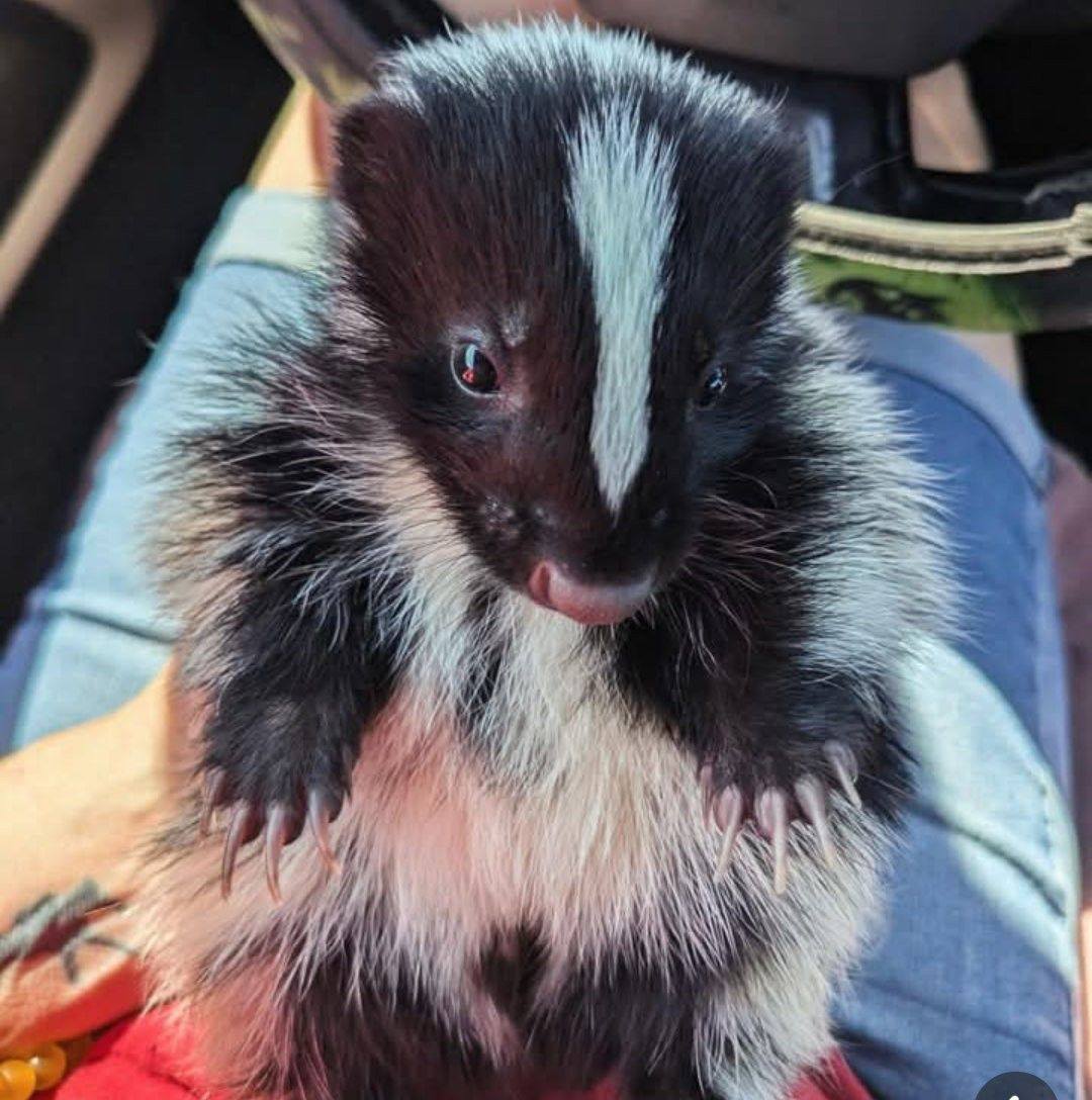 Where have you been Odie Odin? Odin Stinkerton 🦨🖤🤍 ️ #skunksploring ...