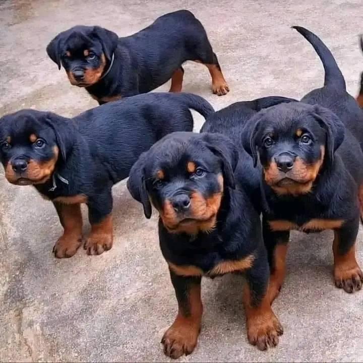 Pure breed puppies for adoption and rehoming.