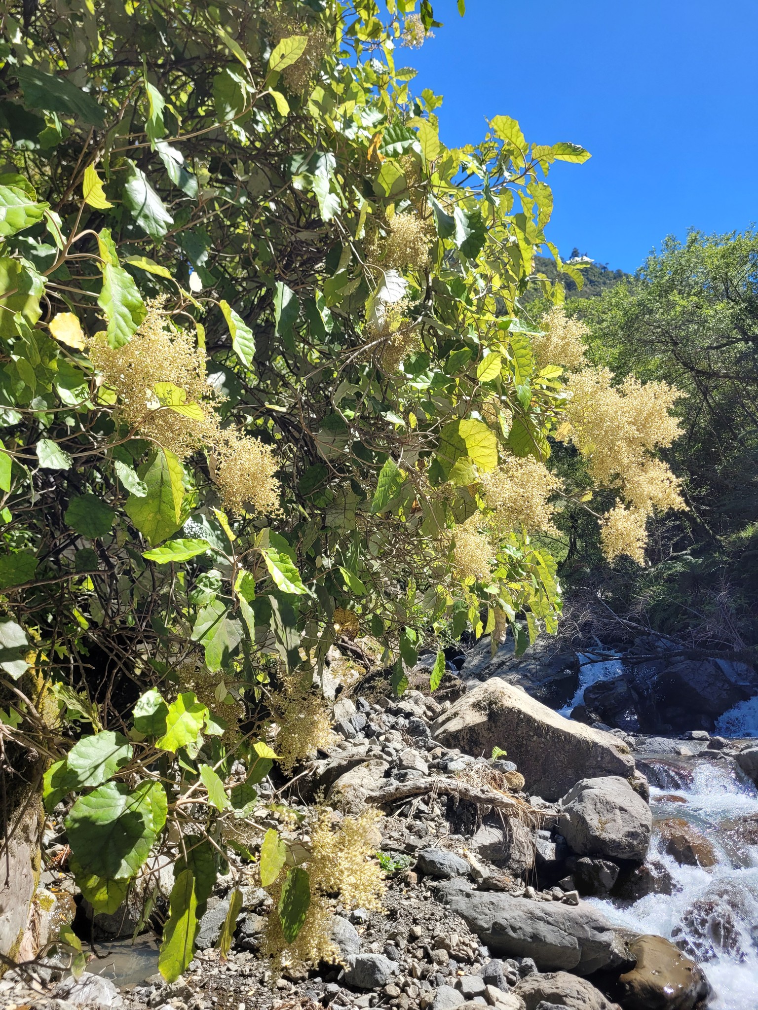 Field - Rangiora still going hard! It varied from stream to stream ...