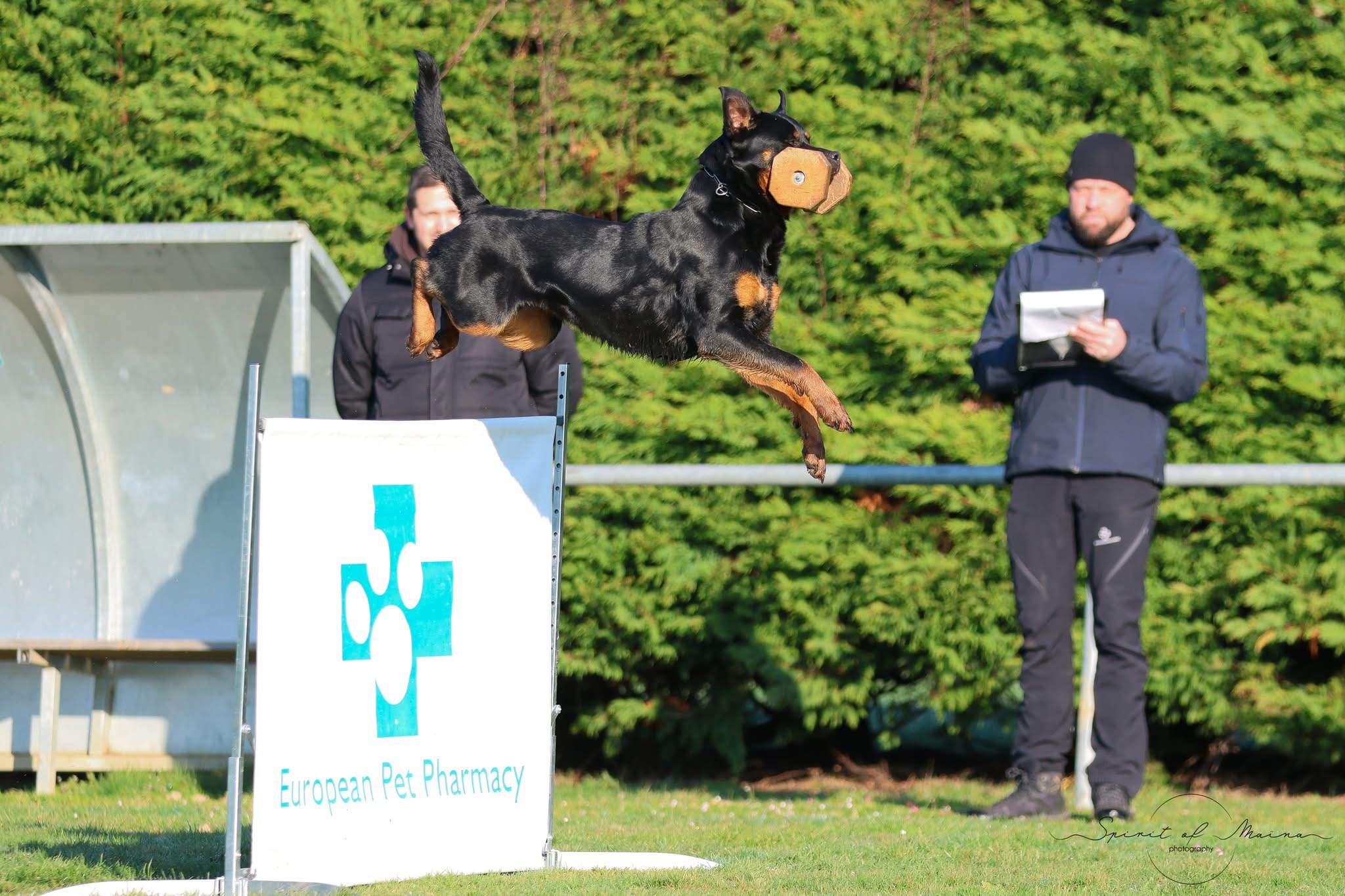 Team Extreme Rottweiler