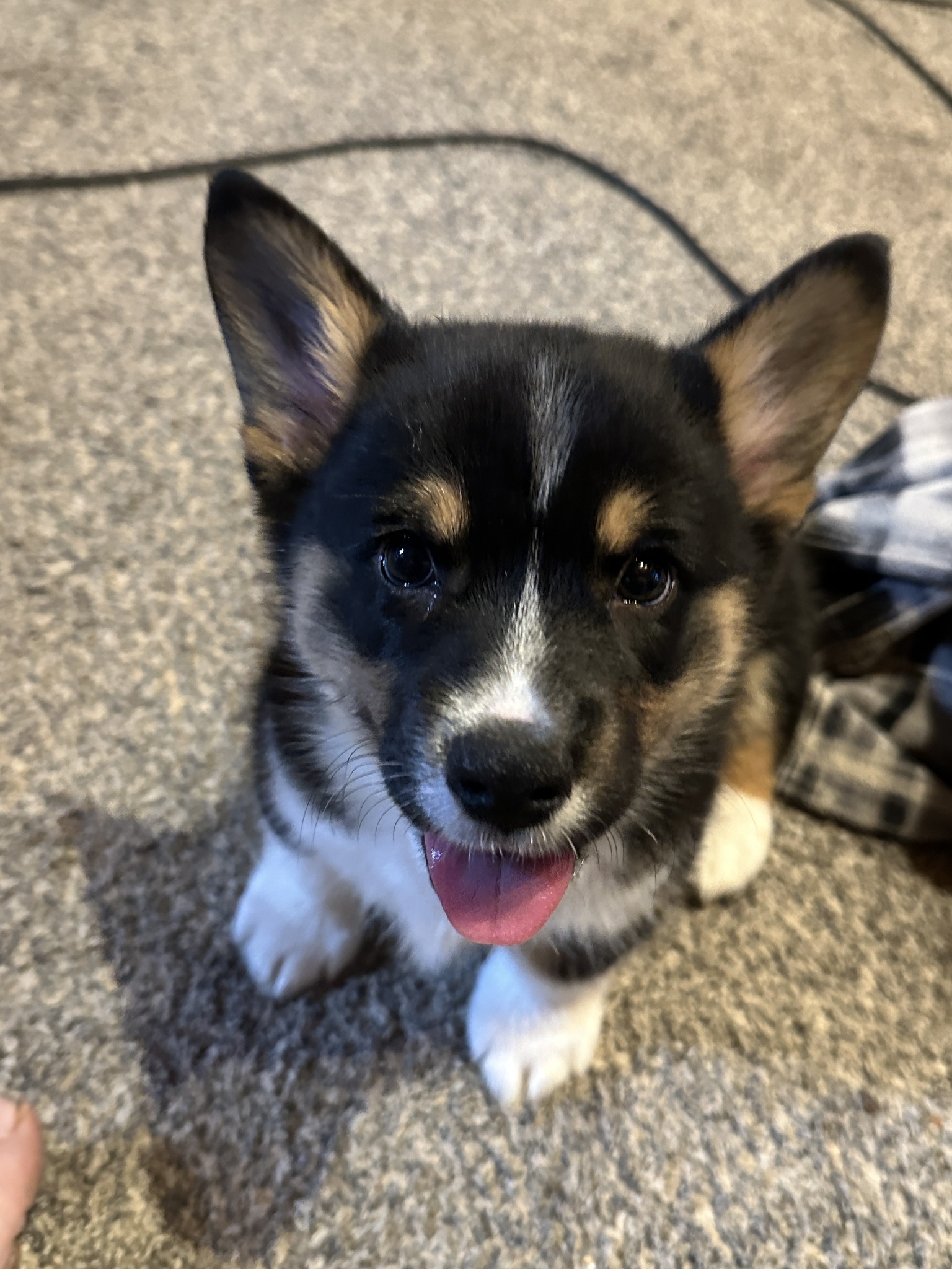 There’s never a dull moment with these little Corgis! One minute they ...