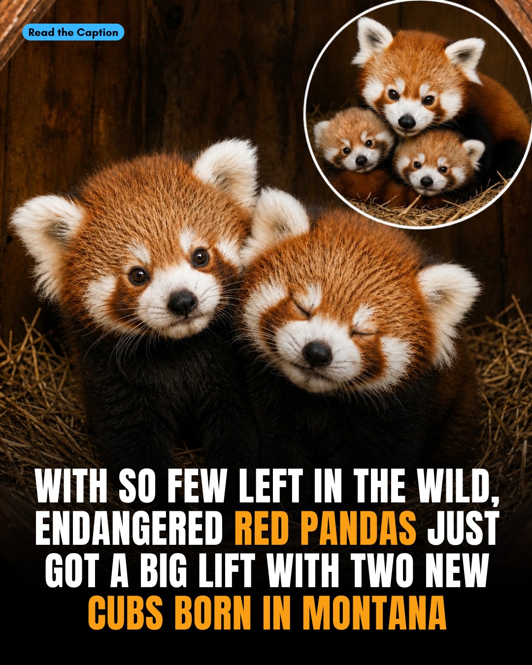 Sunset Zoo is thrilled to introduce you to our new red panda cub