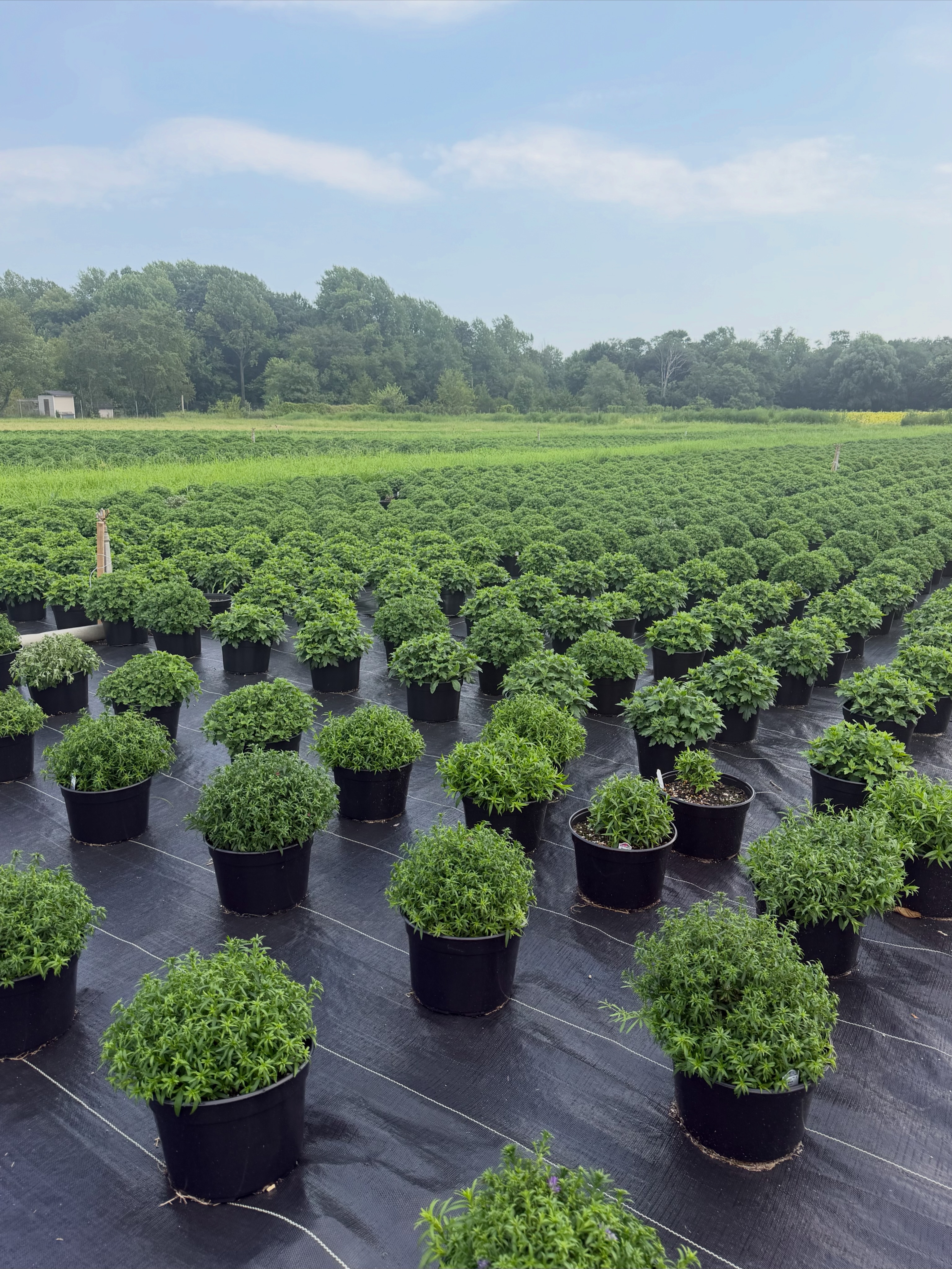 Nico's Farm & Garden Market | Vineland NJ