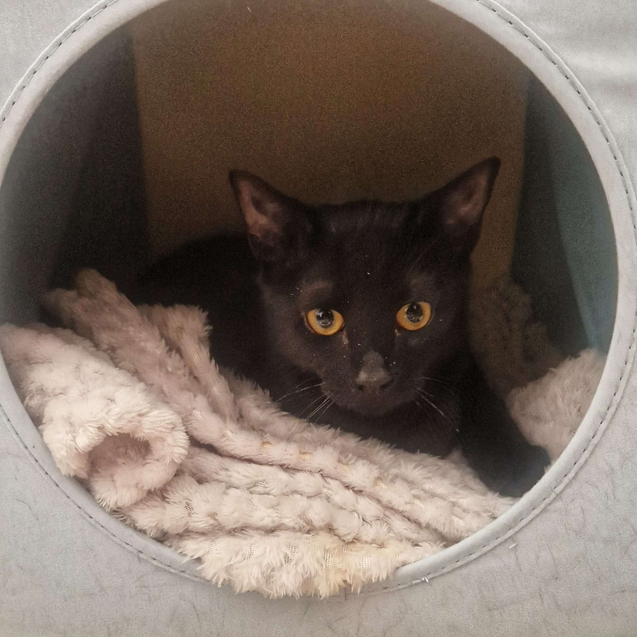 Our darling Rook,... - Paws for a Cause - Byfleet Cat Rescue