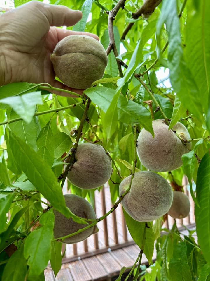 Please can someone identify this peach? Thanks.